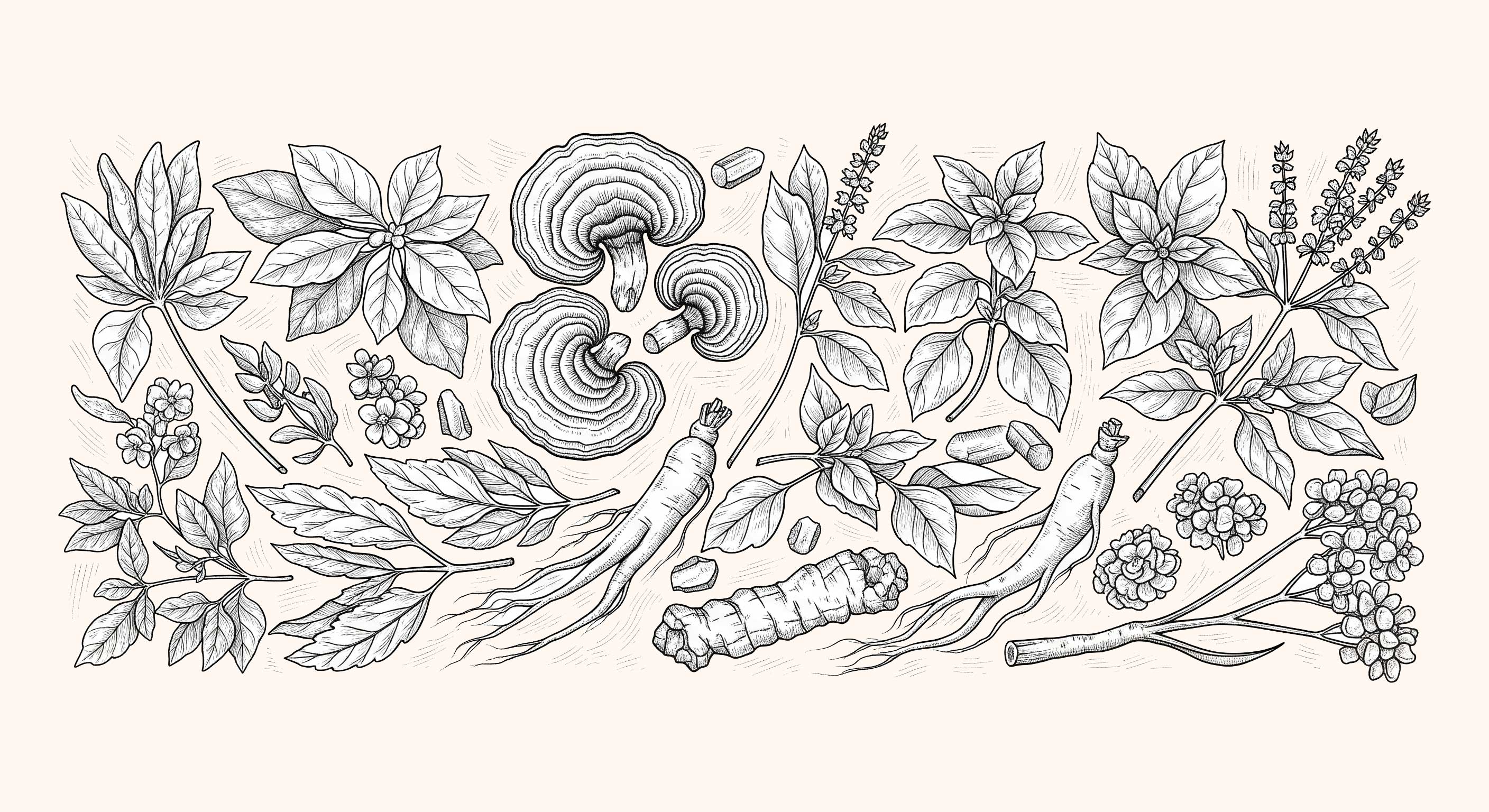 Plantes Adaptogènes